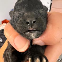 Duffy - Silver female Poodle puppy in Hilo, Hawaii from Premium Teacup Puppy of Hawaii