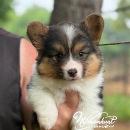 FULL FLUFF TC - Black and tan female Pembroke Welsh Corgi puppy in Nashville, Arkansas from Whisenhunt Farms