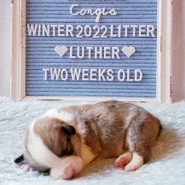 American Corgi and Pembroke Welsh Corgi Puppies from Whimsical Treasure Corgis