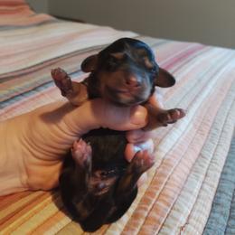 Davey - Black and tan male Dachshund puppy in Brave, Pennsylvania from Whiskers & Wagging Tails