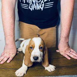 Cookie Monster - Mahogany and white male Basset Hound puppy in Tollesboro, Kentucky from Low and Slow Bassets