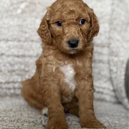 Russell - Red  male Goldendoodle puppy in Clinton, Utah from Golden Law Kennels