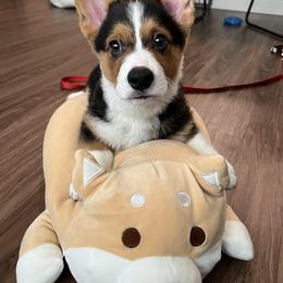 Pembroke Welsh Corgi Puppies from Top-Notch Paws