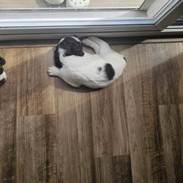 Boy 2 - Liver and white male Brittany puppy in Lancaster, Pennsylvania from Riley's Upland Brittany's