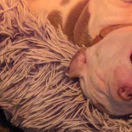 Olde English Bulldogge Puppies from Bachman Olde English Bulldogge LLC