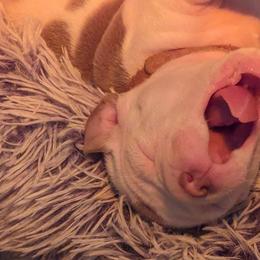 Olde English Bulldogge Puppies from Bachman Olde English Bulldogge LLC