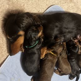 Dachshund Puppies from Miniature Dreams Dachshunds