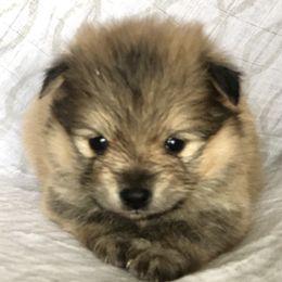 Pomeranian and Pomsky Puppies from Blueberry Poms and Pomskies
