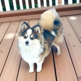 Boo - Pomsky