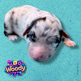 WOODY - Blue Merle Male - Blue merle male Australian Shepherd puppy in Gainesville, Texas from Lady Luck Aussies