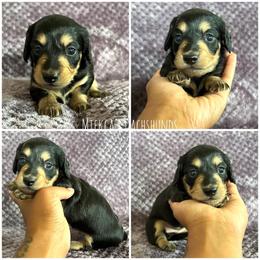 Sparkler - Black and cream female Dachshund puppy in Orem, Utah from Miekca’s Dachshunds