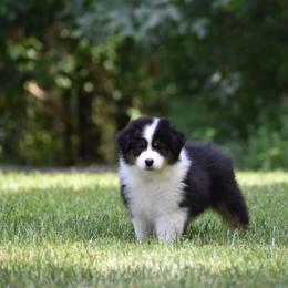 Blue - Black tri-color female Australian Shepherd puppy in Pilot, Virginia from Obsidian Australian Shepherd