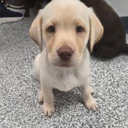 Na - Yellow female Labrador Retriever puppy in Belchertown, Massachusetts from C Eastons Chocolate Lab