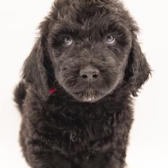 Jaq - Red Collar - Black male Labradoodle puppy in Lehi, Utah from Our Little Farm Life Doodles