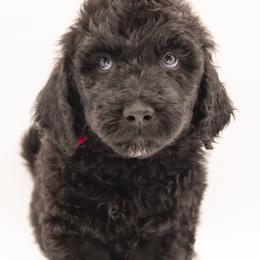 Jaq - Red Collar - Black male Labradoodle puppy in Lehi, Utah from Our Little Farm Life Doodles