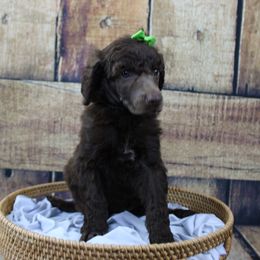 “Female” Meleys "tan and blue collar" Brown - Brown Poodle puppy in Hazard, Kentucky from Suited N Booted Standards