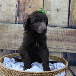 “Female” Meleys "tan and blue collar" Brown - Brown Poodle puppy in Hazard, Kentucky from Suited N Booted Standards