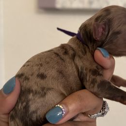 Cavapoos, Cockapoos, Goldendoodles, and Poodles from Pucci Pawfect Doodles