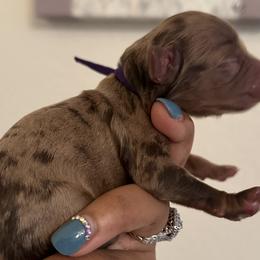 Cavapoos, Cockapoos, Goldendoodles, and Poodles from Pucci Pawfect Doodles