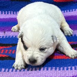 L66-04 - Red speckled male Australian Cattle Dog puppy in Sheridan, Oregon from 6pk Cattledogs