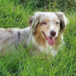 Australian Shepherds from Reeves Australian Shepherds