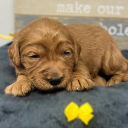 Yellow Female - Apricot female Goldendoodle puppy in Great Falls, Montana from Montana Goldendoodles