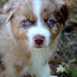 Miniature Australian Shepherd Puppies from AussiesRus
