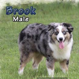 Brook - Blue merle male Miniature Australian Shepherd puppy in Signal Mountain, Tennessee from D & D Miniature and Toy Australian Sheppards