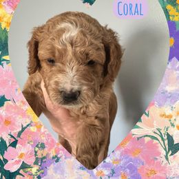 Coral - Apricot female Goldendoodle puppy in Danville, Virginia from Stella’s Stunning Goldendoodles of VA