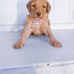 Grace - Apricot female Goldendoodle puppy in Waterford, California from Alvdoodles