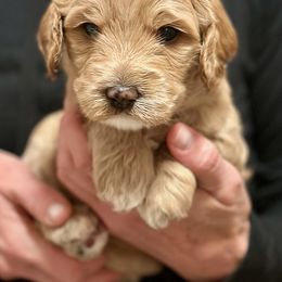 Boy 4 - Caramel cream male Australian Labradoodle puppy in Bend, Oregon from High Desert Labradoodles