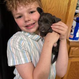 Eros Full AKC Boy 1 - Gray (blue) male Dachshund puppy in Erie, Michigan from Champagne’s Grinch Toe’d Dachshunds