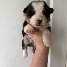 Boy 1 - Black and tan male Pembroke Welsh Corgi puppy in Aberdeen, Washington from Coastal country Farms