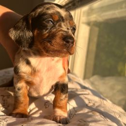 Jade - Dapple female Dachshund puppy in Los Angeles, California from Dachshunds of the Desert