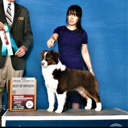 Misty - Miniature American Shepherd