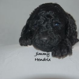Poodle Puppies from Poodle Majesty