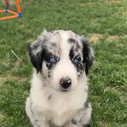 Draco - Blue merle male Australian Shepherd puppy in San Tan Valley, Arizona from SJR AUSSIES