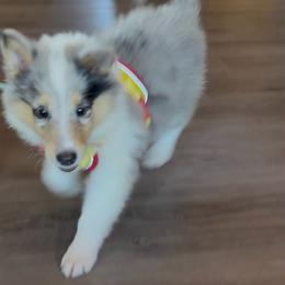 Chai - Blue merle white and tan female Collie puppy in Underwood, Indiana from Third Gen Collies