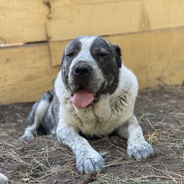 Central Asian Shepherd Dog All Grown Up from Alabaivalley