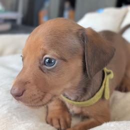 Bella - Chocolate and tan female Dachshund puppy in Waddell, Arizona from The Bearded Companions