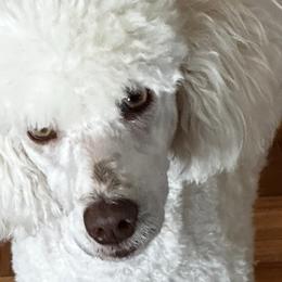 Poodles from GC Standards