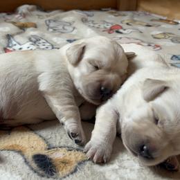 Labrador Retriever puppies from Agape Acres Homestead English Labrador Retrievers