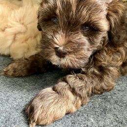 Australian Labradoodle Puppies from Charlotte Labradoodles