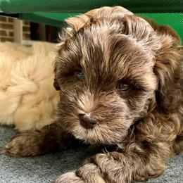 Australian Labradoodle Puppies from Charlotte Labradoodles