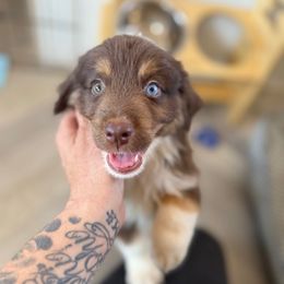 Rider- TOY size projected - Red tri-color male Miniature American Shepherd puppy in Tucson, Arizona from Outlaw Minis