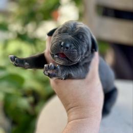 Chris - Black male Cane Corso puppy in Las Vegas, Nevada from LV3M Cane Corso