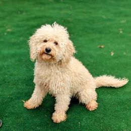 Betty - Goldendoodle