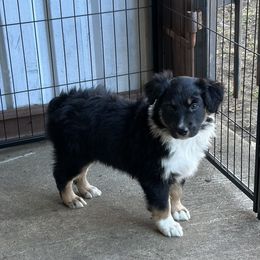 Australian Shepherd Puppies from M3 Sassafrass Ranch