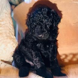 Pearl - Black phantom female Aussiedoodle puppy in Riverside, California from Just Loving Doodles