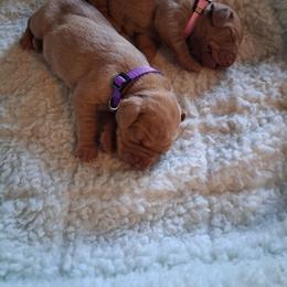 Pink - Golden rust female Vizsla puppy in Maineville, Ohio from Izabella Vizslas